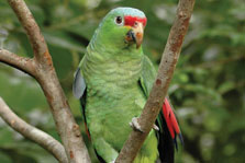 Princess Parrot