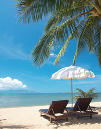 Caribbean Palm Trees